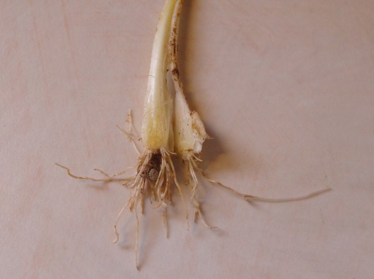 How the wild garlic bulb looks when split open.  Very difficult to differentiate from a wild onion.  Luckily, both are edible and good tasting!