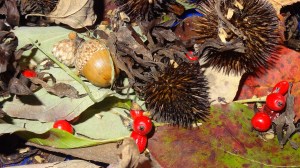 Seeds collected today from my property