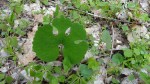 Bloodwort/Bloodroot